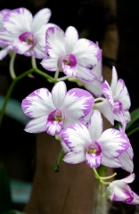 Stems of Purple and White orchids
