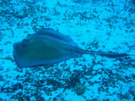 stingray sideview under water