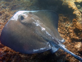 stingray swimming in the water