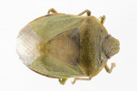 Stink bug top view 