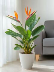 A vibrant Strelitzia reginae with striking orange flowers is displayed in a modern living room. The plant sits in a white pot against a soft white background, exuding a cheerful ambiance.