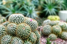 Succulent barrel cactus singapore photo 