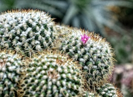 Succulent barrel cactus singapore photo 