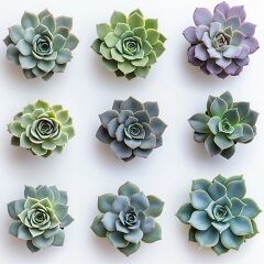 A grid showcases different types of succulents in an array of colors and shapes, all set against a clean white background. Perfect for plant lovers and decor enthusiasts.