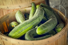 sunlight on cucumbers freshly picked in basket