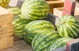 sunlight on fresh watermelons