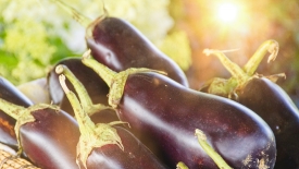 sunlight reflects on purple eggplant