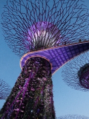 Supergroove trees at the light show of Gardens by the Bay Singap
