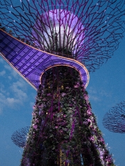 Supergroove trees at the light show of Gardens by the Bay Singapore