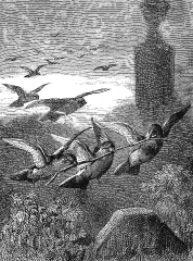 swallows historical illustration