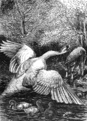 swan historical illustration