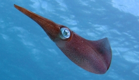 swimming squid