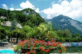 Switzerland flowers with mounains in background