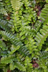 sword fern plant 31