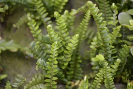 sword fern plant
