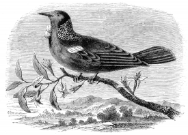 The  Tui  or  Parson  Bird  of New Zealand