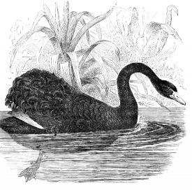 The Black Swan of Australia and Tasmania