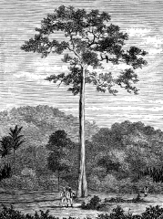 The Upas Tree  of Java
