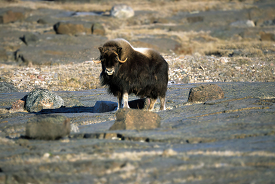 thick coat and large head musk ox in river copy