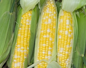 three freshly picked corn from farm 2631a