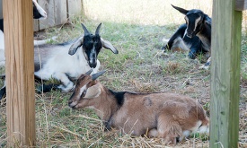 three goats laying down in a field of grass