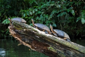 Three Turtles On Logs