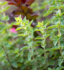 thyme plant growing in garden photo 937