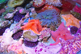 tide pool animals colrful starfish anemones urchins