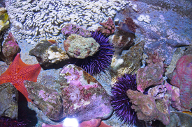 tide pool animals starfish anemones urchins