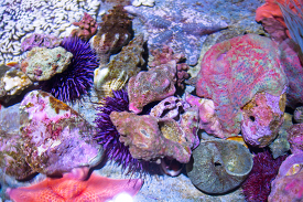 tide pool animals starfish anemones urchins crabs