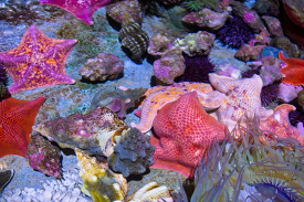 tide pool animals starfish anemones urchins marine life
