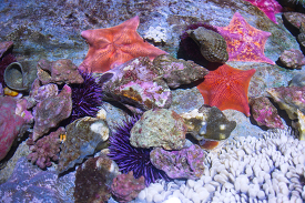tide pool animals starfish anemones urchins ocean