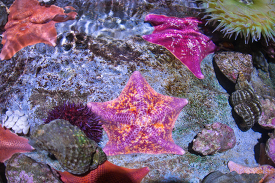 tide pool animals starfish anemones urchins on rocks