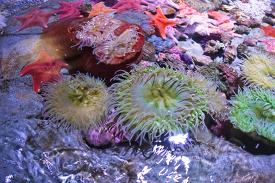 tide pool animals variety of starfish anemones urchins