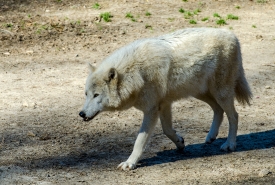 timber wolf 6576a