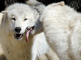 timber wolf licking each other