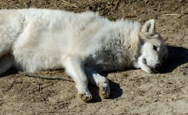 timber wolf sleeping