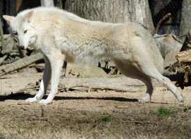 timber wolf stretching