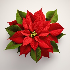 top view bright red poinsettia leaves radiate from the center on