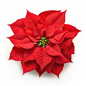 top view of a red poinsettia plant