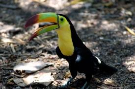 toucan bird caribbean 4991