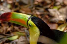 toucan bird caribbean 4995