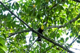 Toucan Bird In Tree