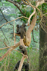 tree Climbing Baboons Africa Wild