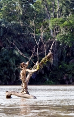Tree Growing in River Costa Rica