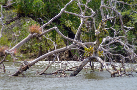 Tree growing in the river Belize