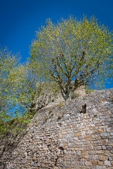 tree growing out of a rock wall portugal