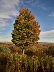tree sformation to fall colors  vermont