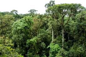 Tree Tops Rain Forest Costa Rica