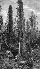 trees and climbing plants in central africa historical illustrat